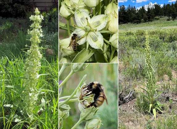 What’s Blooming Along Golden’s Trails? Monument Plant!
