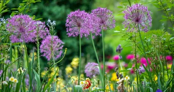 6:30-8PM Waterwise Yard Seminar - Insect Visitors in Your Garden: Friend or Foe? (Virtual)