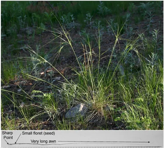 What's Blooming Along Golden Trails? Needle and Thread!