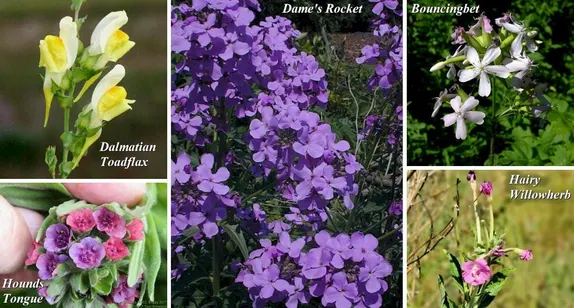 Pretty But Pernicious