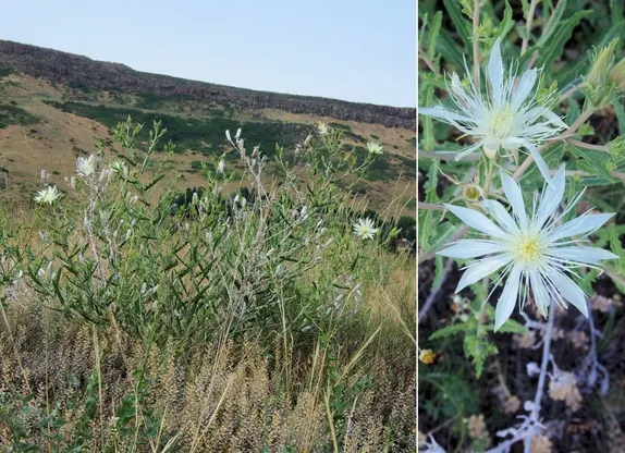 What’s in Bloom Along Golden’s Trails? Bractless Blazingstar!