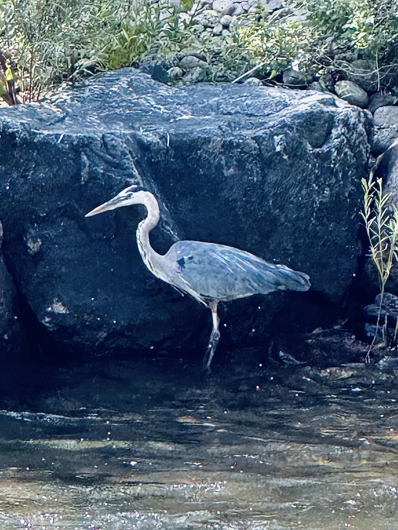 Blue Heron on Clear Creek