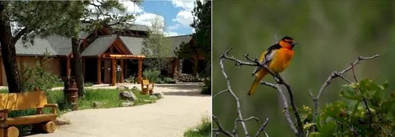 8-10AM The Mindful Birder @ Lookout Mountain Nature Center