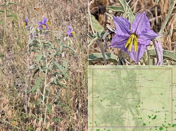 What’s in Bloom near Golden’s Trails? Silverleaf Nightshade!