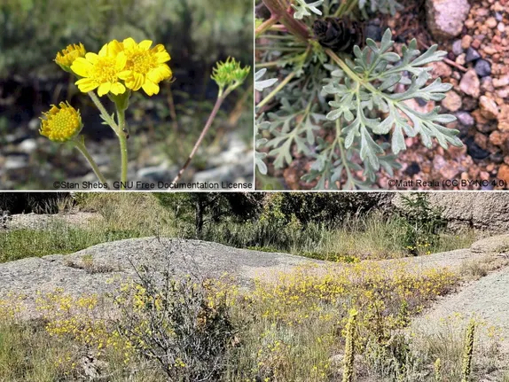 What’s Blooming in Golden … the Jefferson County Foothills?  Cutleaf!