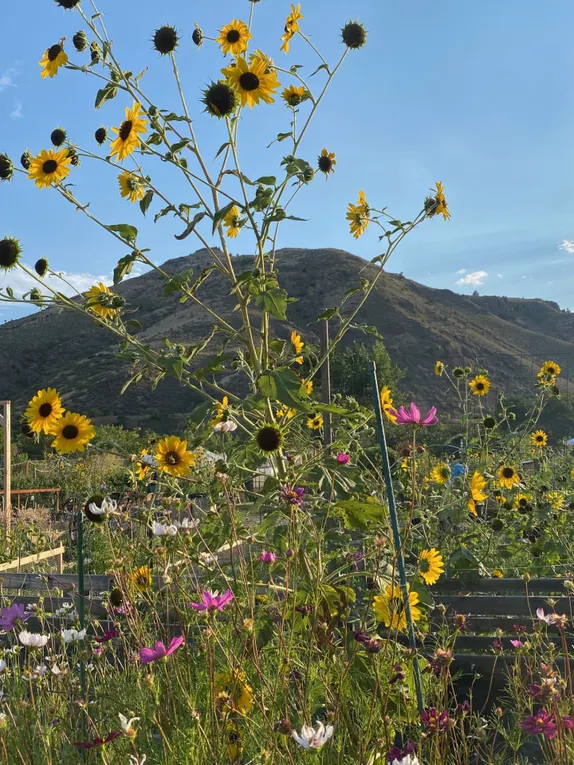 The Community Garden