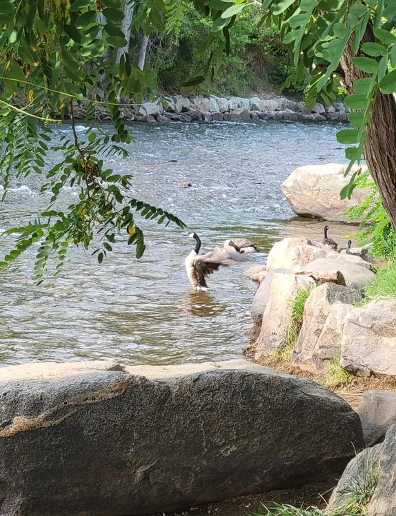 Morning on the Creek