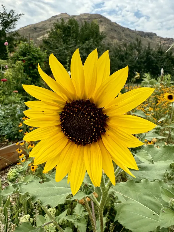 Sunflowers in the Community Garden