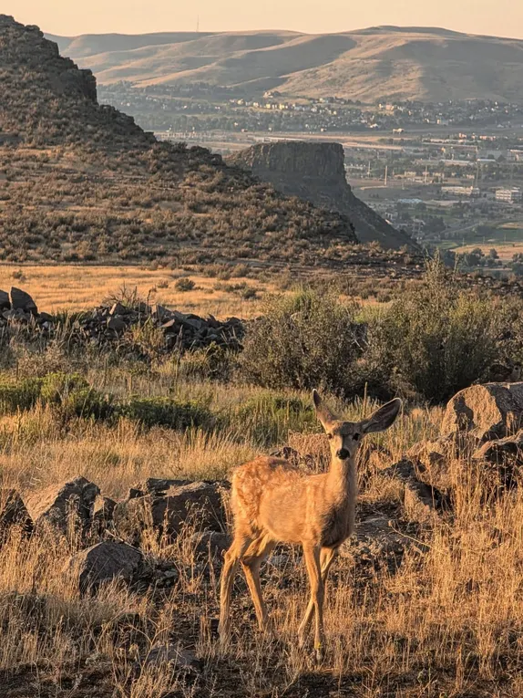 One of Jen's Deer Friends
