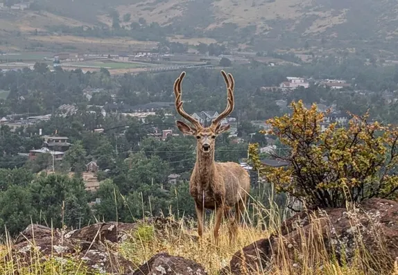 Wildlife and the City