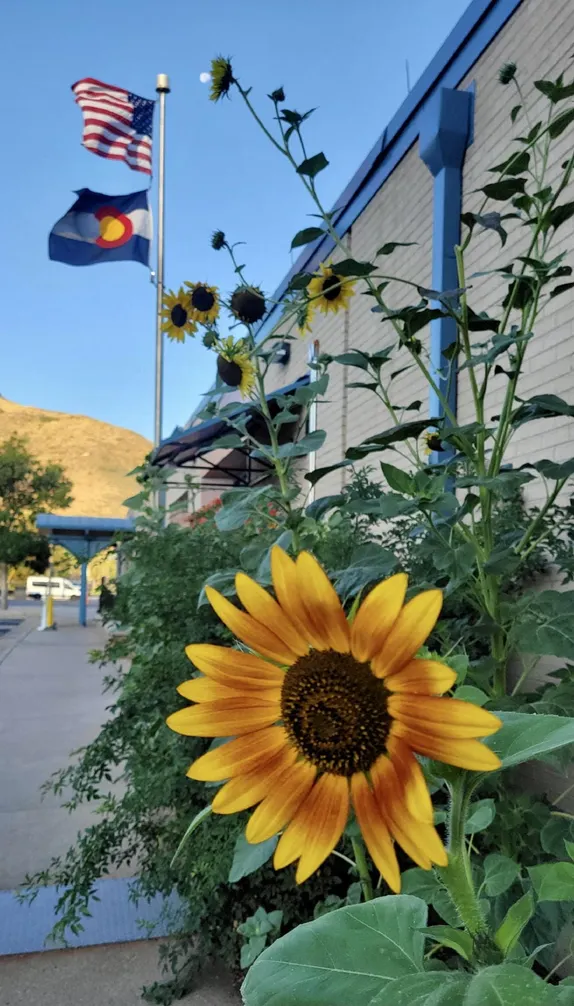Sunflower at the Library