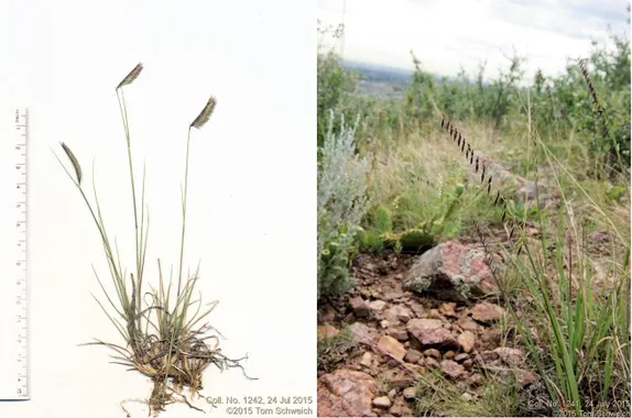 What’s Blooming Along Golden’s Trails? Grama Grasses!
