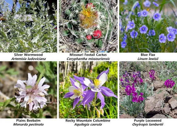 The Original and Native Vegetation of Golden – Part 2