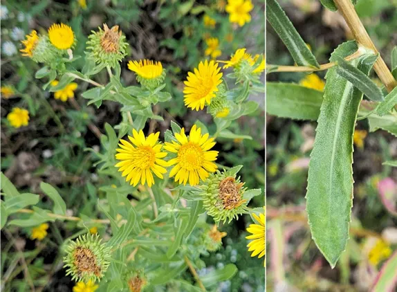 What’s blooming along Golden’s Trails? Curly-Cup Gumweed!