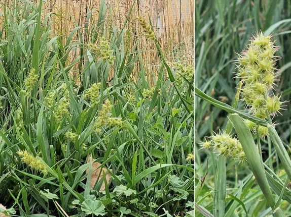 What’s in Bloom Along Golden’s Trails?  Longspine Sandbur!