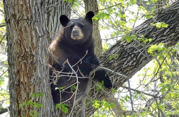 5:30-8:30PM Nature Journal Club: Sketching Mammals @ Lookout Mountain Nature Center
