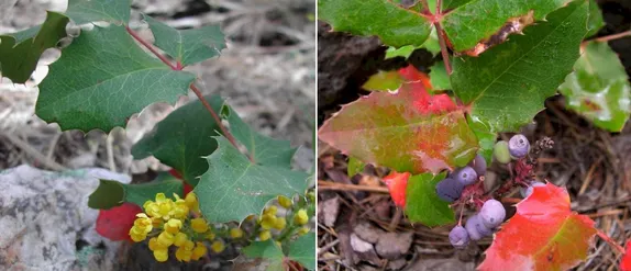 What Native Plants Still Have Leaves in Winter? Creeping Barberry.