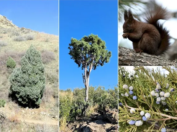Golden native plants that keep their leaves through winter — Rocky Mountain juniper