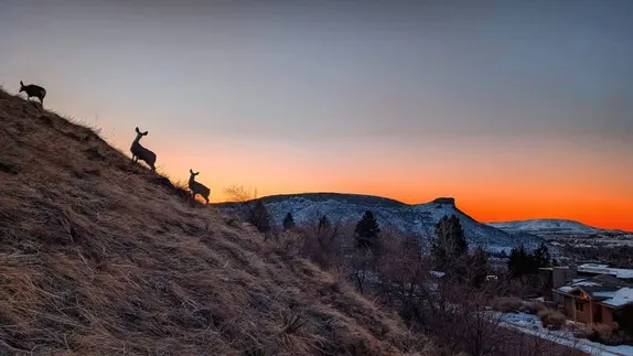 What's Happening in Golden - Tuesday, Jan. 20th, 2026