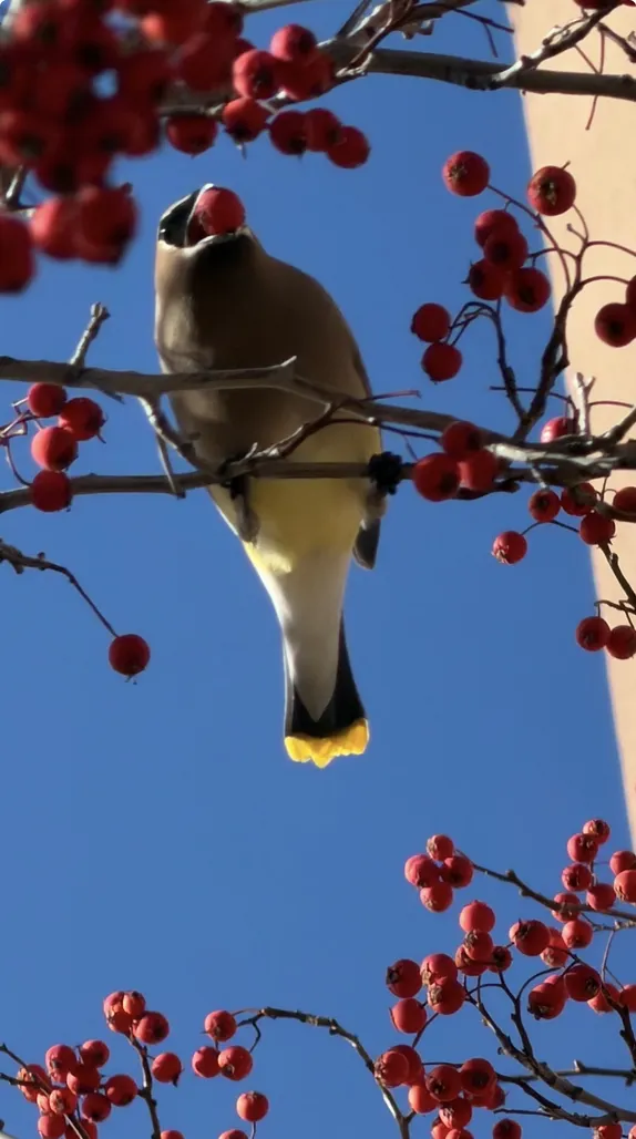 Cedar Waxwings by the Millstone Condos