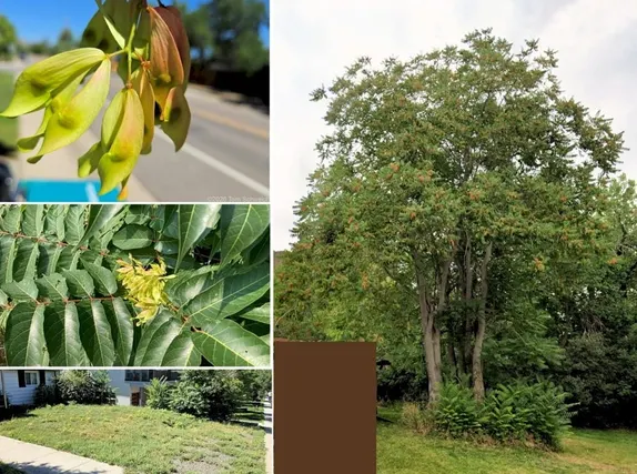 A Tree We Would Rather Not Have – Tree of Heaven