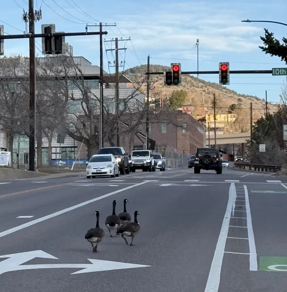 What's Happening in Golden - Friday, Mar. 13th, 2026