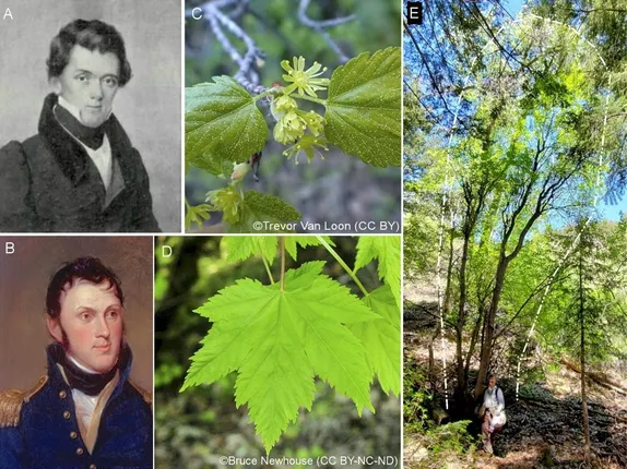 A Native Tree in Golden – Rocky Mountain Maple