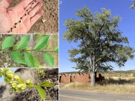 Another Tree We Would Rather Not Have in Golden – Siberian Elm