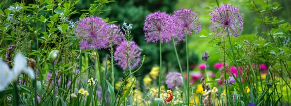 12-1:30PM Waterwise Yard Seminar (Virtual)
