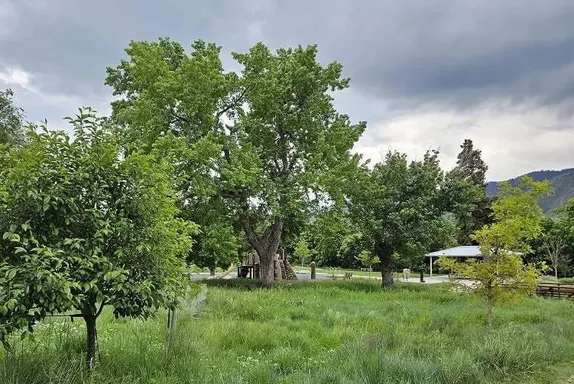 10AM-12PM DeLong Park Habitat Helpers @ DeLong Park