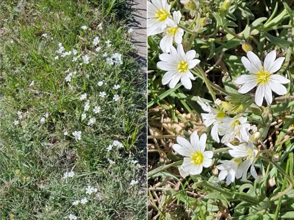 What’s In Bloom Along Golden’s Trails? Field Chickweed!