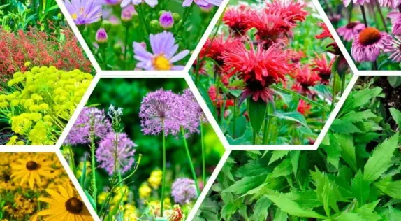 6:30-8PM Waterwise Yard Seminar (Virtual)