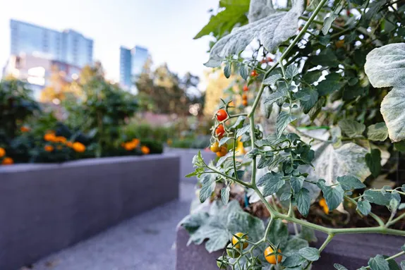 12-4PM Earth Day with Denver Urban Gardens @ The Golden Mill