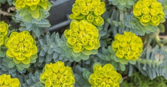 The Scourge of Myrtle Spurge