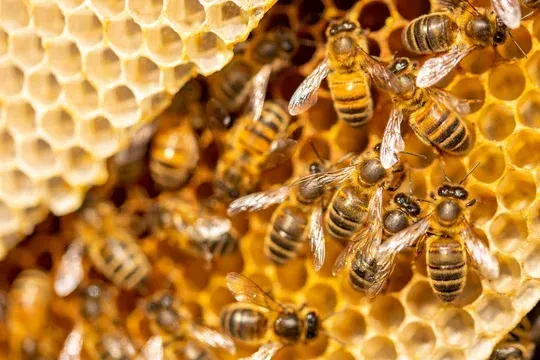 2-3:30 Beekeeping 101