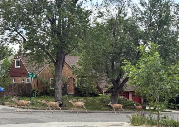 What's Happening in Golden - Saturday, May. 30th, 2026