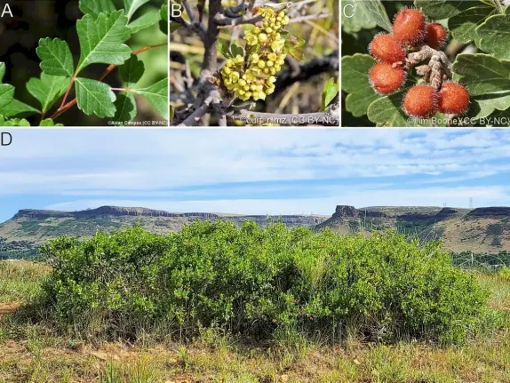 Shrubs for Golden’s Climate – Three-Leaf Sumac