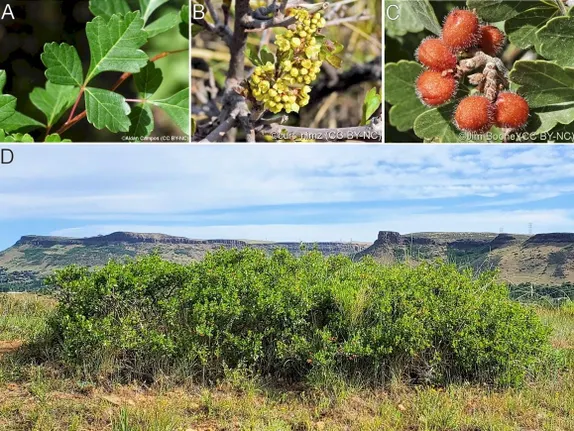 Shrubs for Golden’s Climate – Three-Leaf Sumac