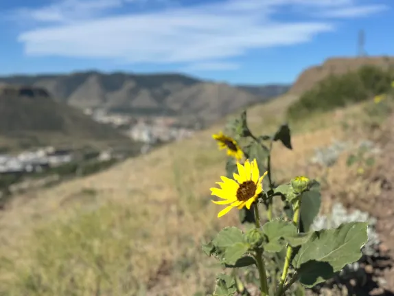 What's Happening in Golden - Wednesday, Jun. 17th, 2026