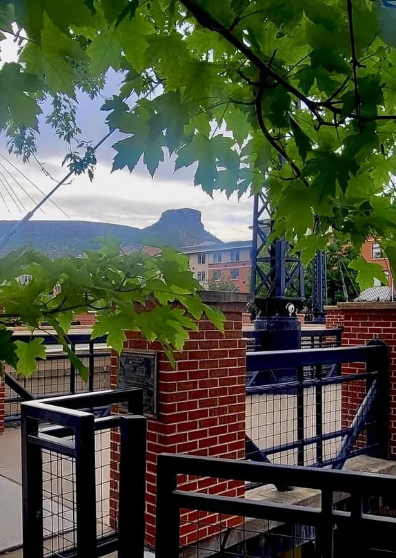 A Leafy Green Morning