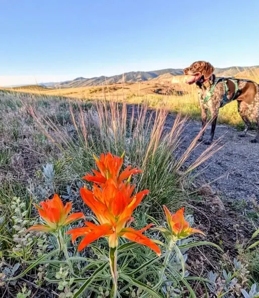 Wildflowers on North Table Mountain