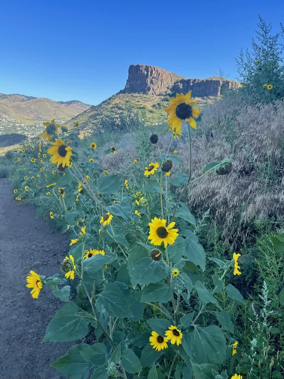 Sunflower Season on South Table Mountain