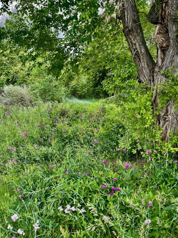 Sweet Peas and Stone Walls