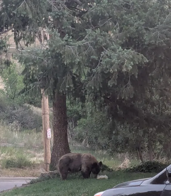 A Visitor to Lookout View Court