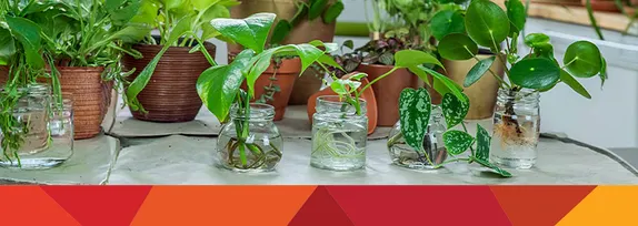 12-3PM Plant Swap @ Golden Library
