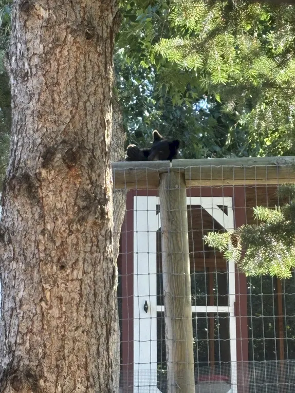 Bear Sighting: Napping on an East Street Chicken Coop