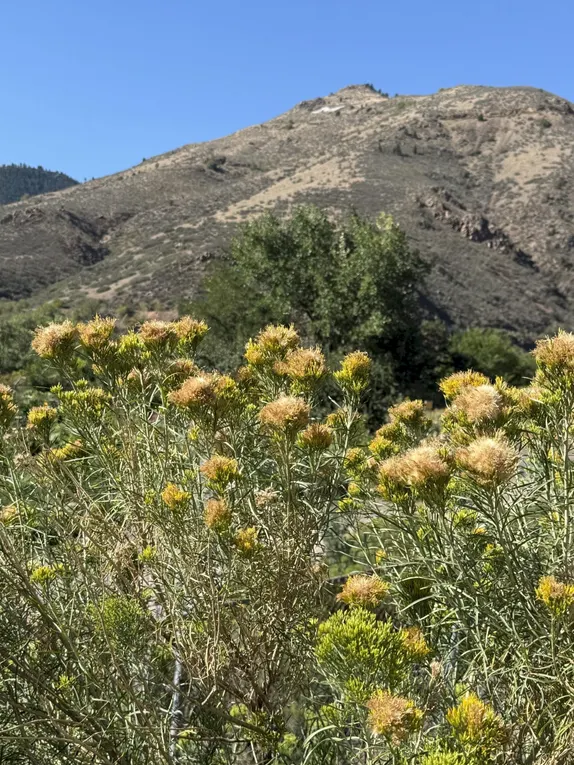 Late Summer View of Mt. Zion