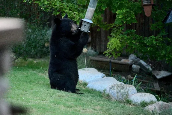 Bear on 23rd Street