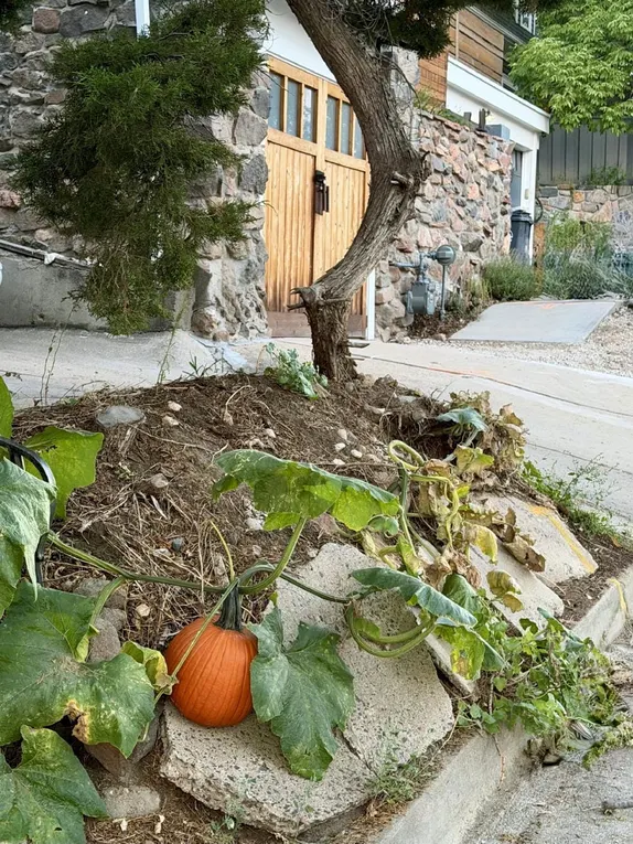 A Pumpkin on East Street