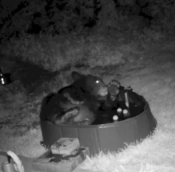 Bear Sighting